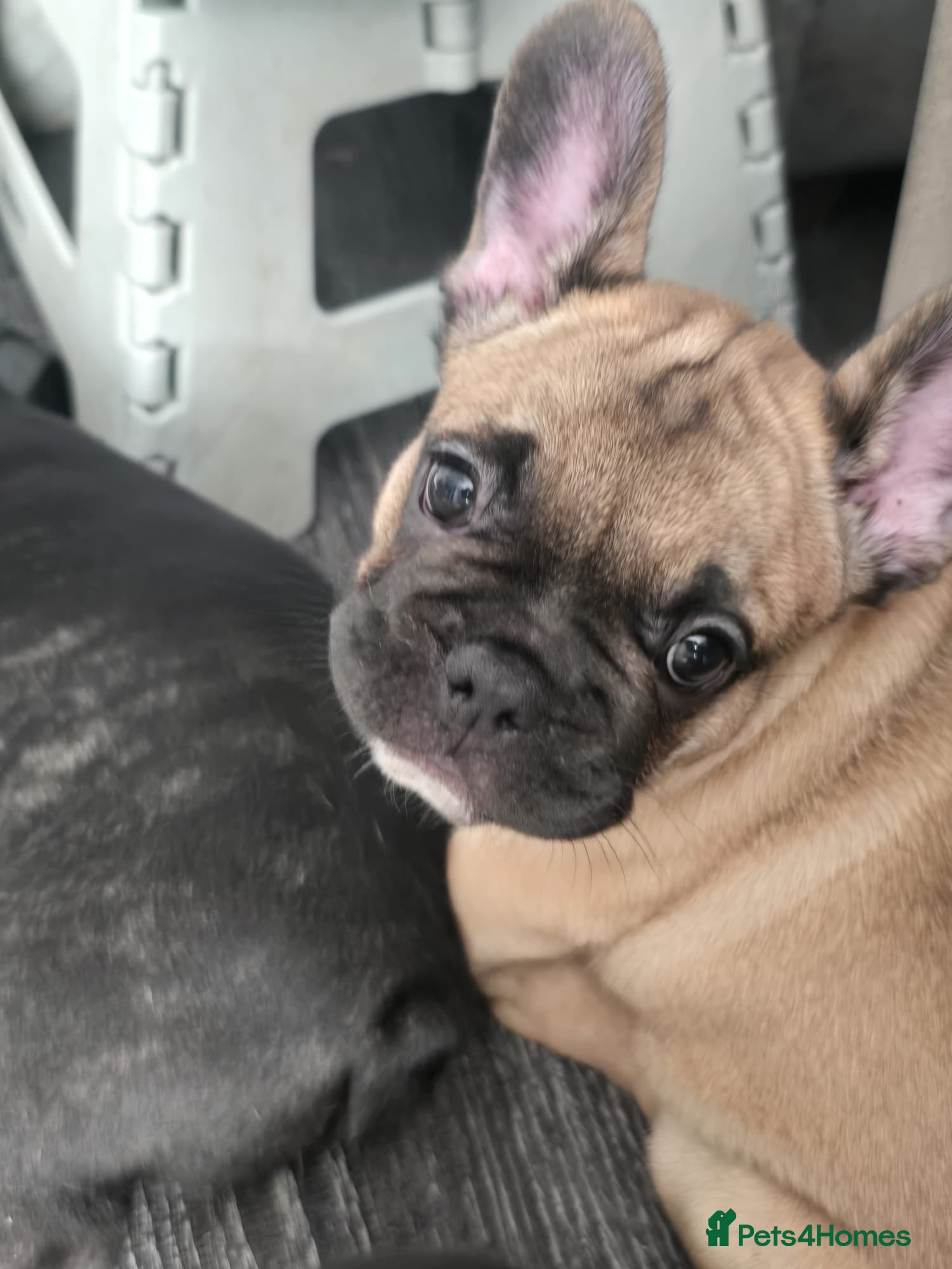 French Bulldog dogs French Bulldog Puppy - Advert 18