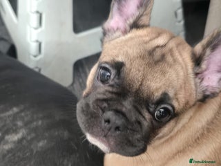 French Bulldog dogs French Bulldog Puppy - Advert 2