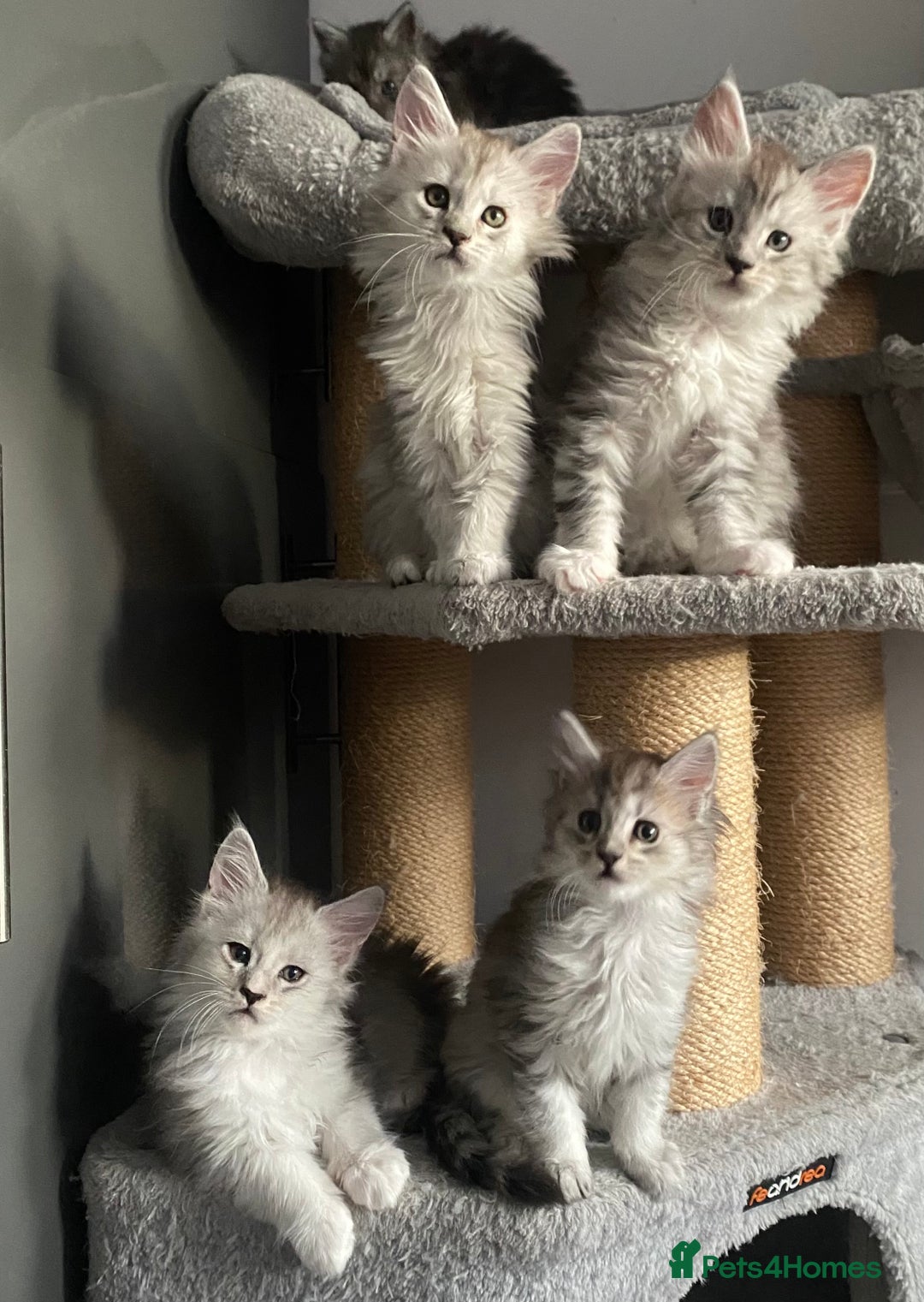 Maine Coon cats for sale: Stunning Black Silver Maine Coon Kittens - Advert 2