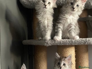 Maine Coon cats Stunning Black Silver Maine Coon Kittens - Advert 4