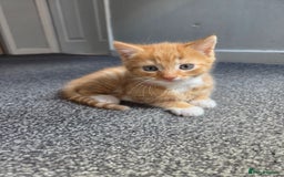 Mixed Breed cats for sale: Ginger male kitten - Image 1