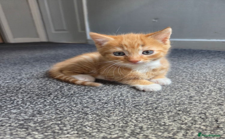 Mixed Breed cats - Advert 3
