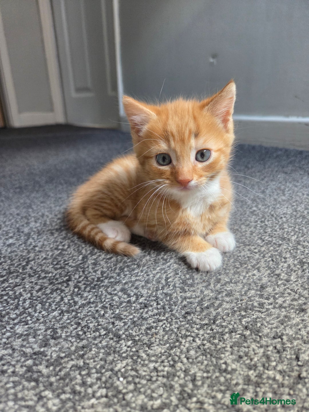 Mixed Breed cats for sale: Ginger male kitten - Image 1