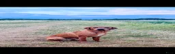 Labrador Retriever dogs for stud: BARELY LABRADOR for stud  - Advert 2