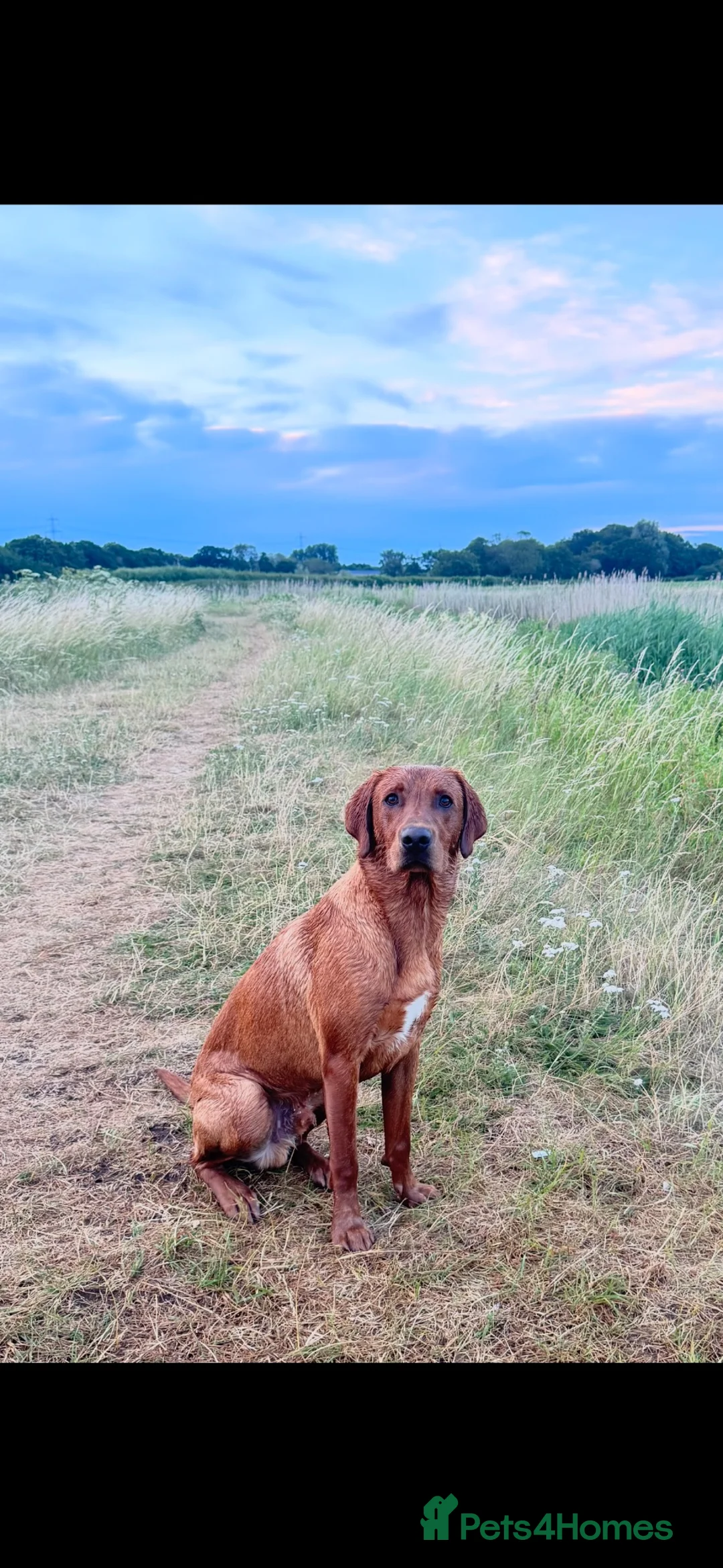 Labrador Retriever dogs for stud: BARELY LABRADOR for stud  - Advert 2