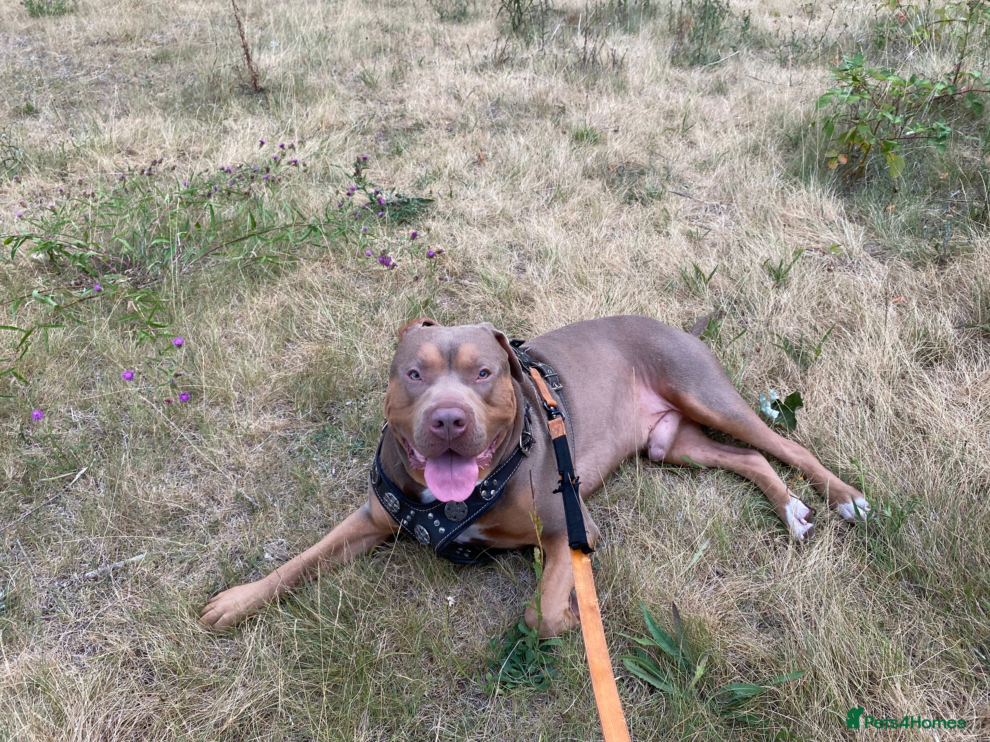 American Bully dogs Tyson  - Advert 1