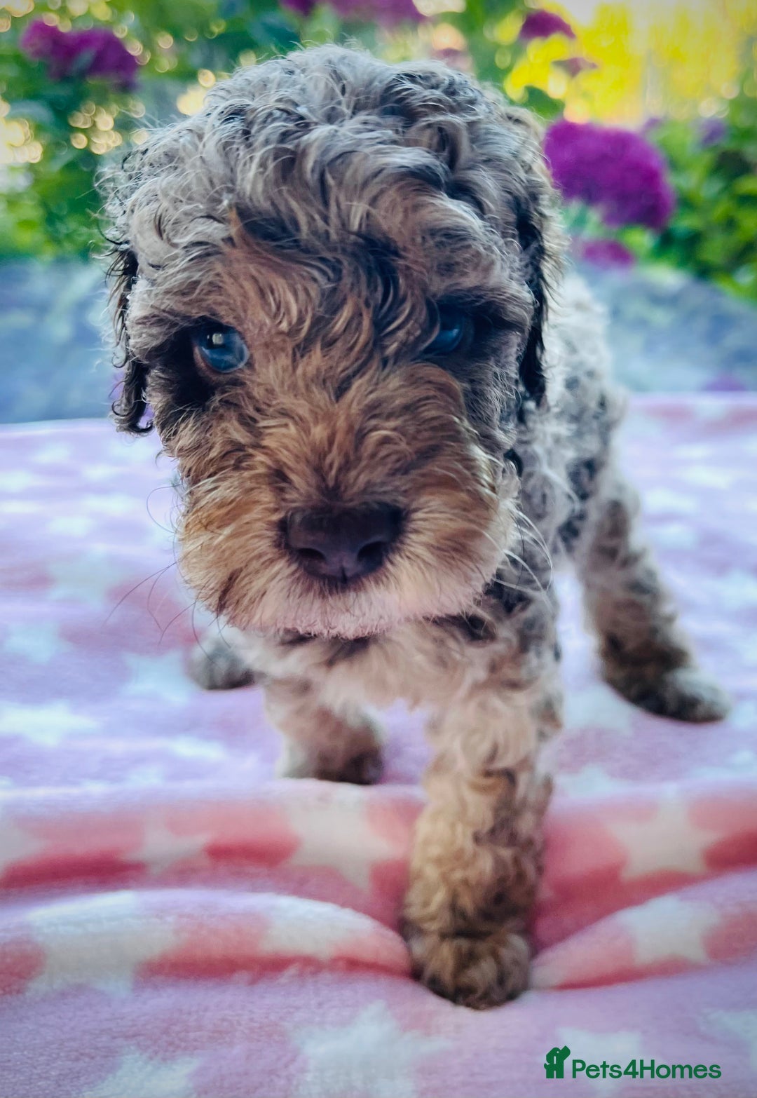 Cockapoo dogs for sale: Stunning fully DNA tested Cockapoo puppies - Image 7