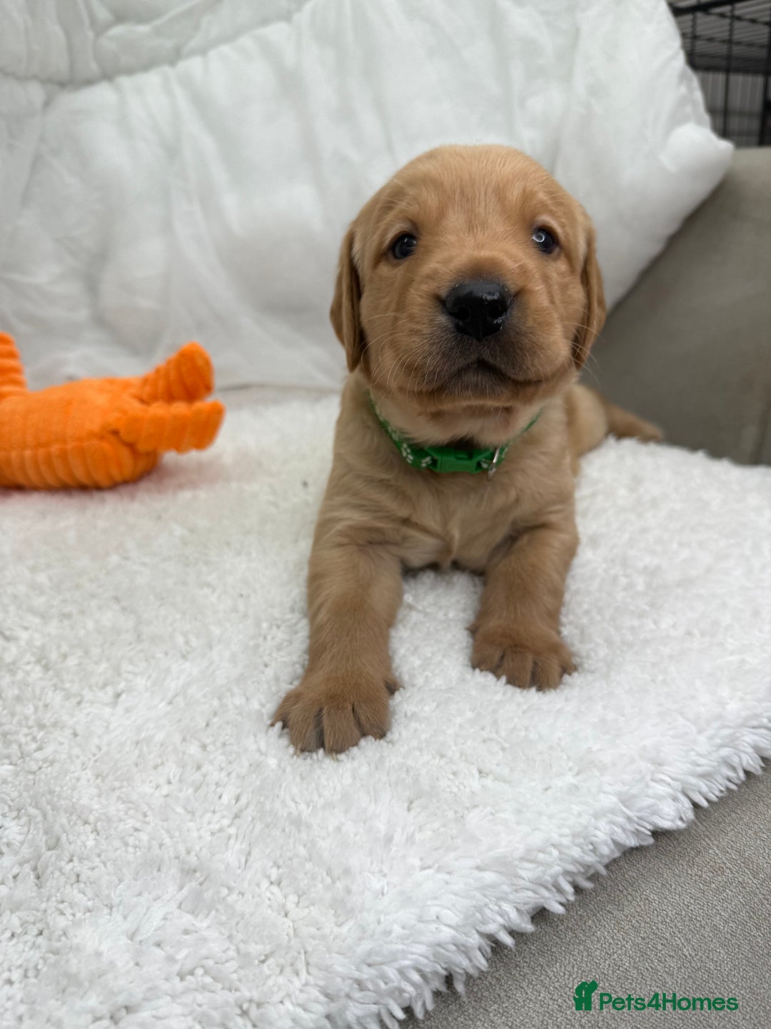 Goldador dogs for sale: Adorable Goldador Puppies - Ready 12th Feb - Advert 27