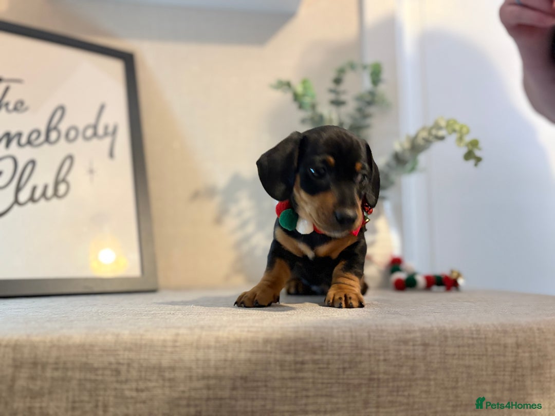 Miniature Dachshund dogs for sale: Miniature Dachshunds dapple. KC reg 4th Jan - Advert 20