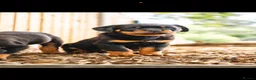 Rottweiler dogs for sale: 🐾 KC Registered Rottweiler Puppies for sale in Huddersfield - Advert 25