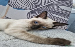 Snowshoe cats for sale:  pedigree Tica reg  snowshoes  READY NOW - Image 10