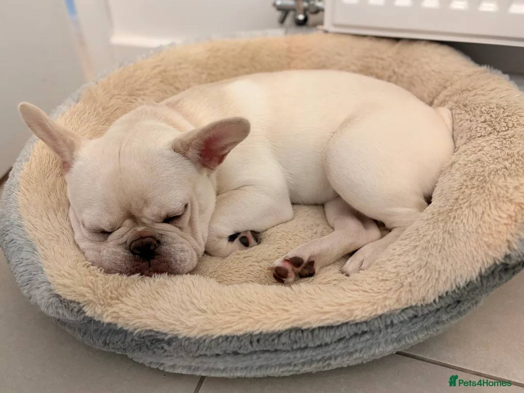 French Bulldog dogs for sale: French bulldog for sale - Advert 1