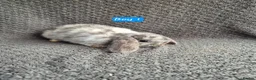 Mini Lop rabbits for sale: Mini Lop Bunnies - Advert 4