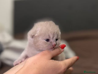 British Shorthair cats Luxury British Shorthair Kittens | Cinnamon & Fawn - Advert 13