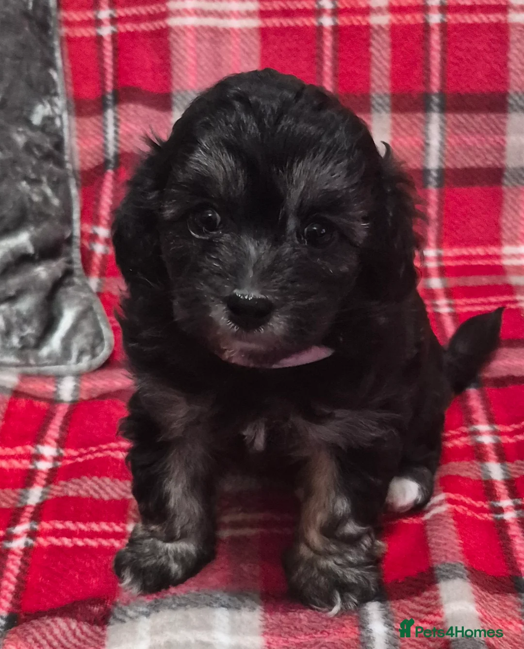 Maltipoo dogs for sale: F1 generation Maltipoo's - Advert 15