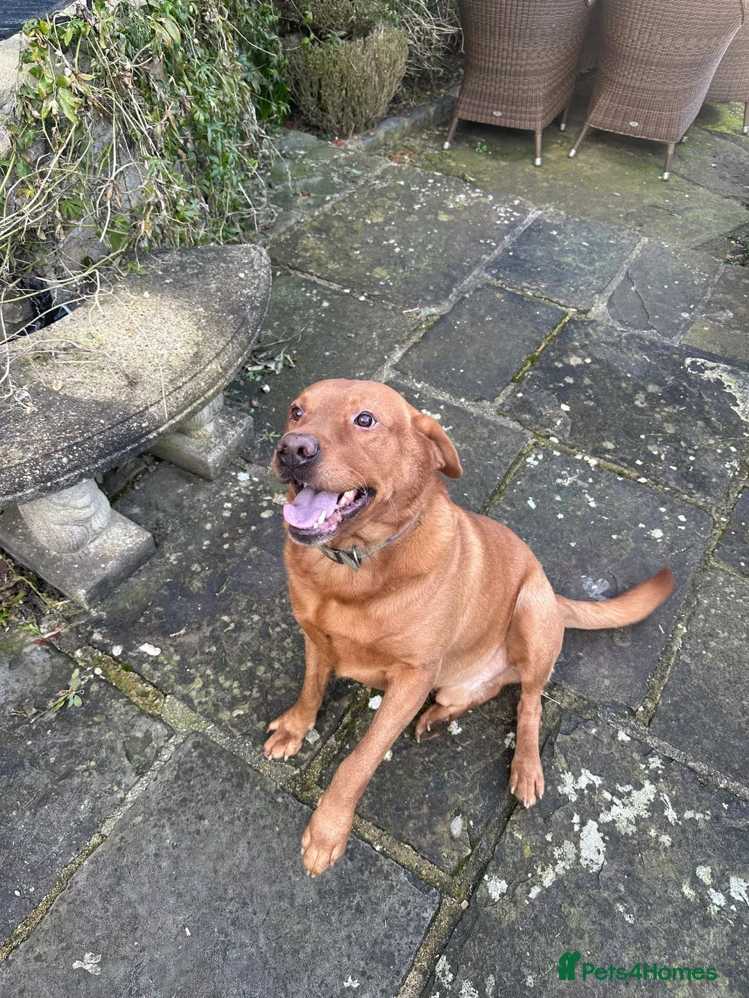 Labrador Retriever dogs for sale: KC Registered Fox Red Labrador Puppies  in Chipping Campden - Advert 6