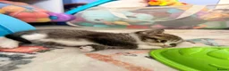 Scottish Fold cats for sale:  * Beautiful Scottish Straight Kittens for Sale! in Leeds - Advert 11