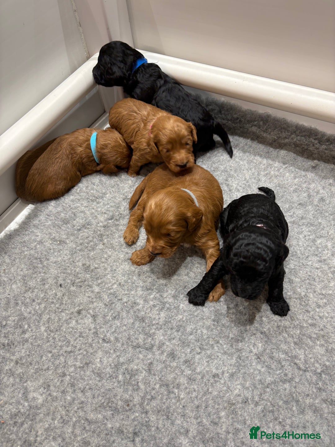 Cockapoo dogs for sale: Beautiful F1B Cockapoo Puppies - Advert 13