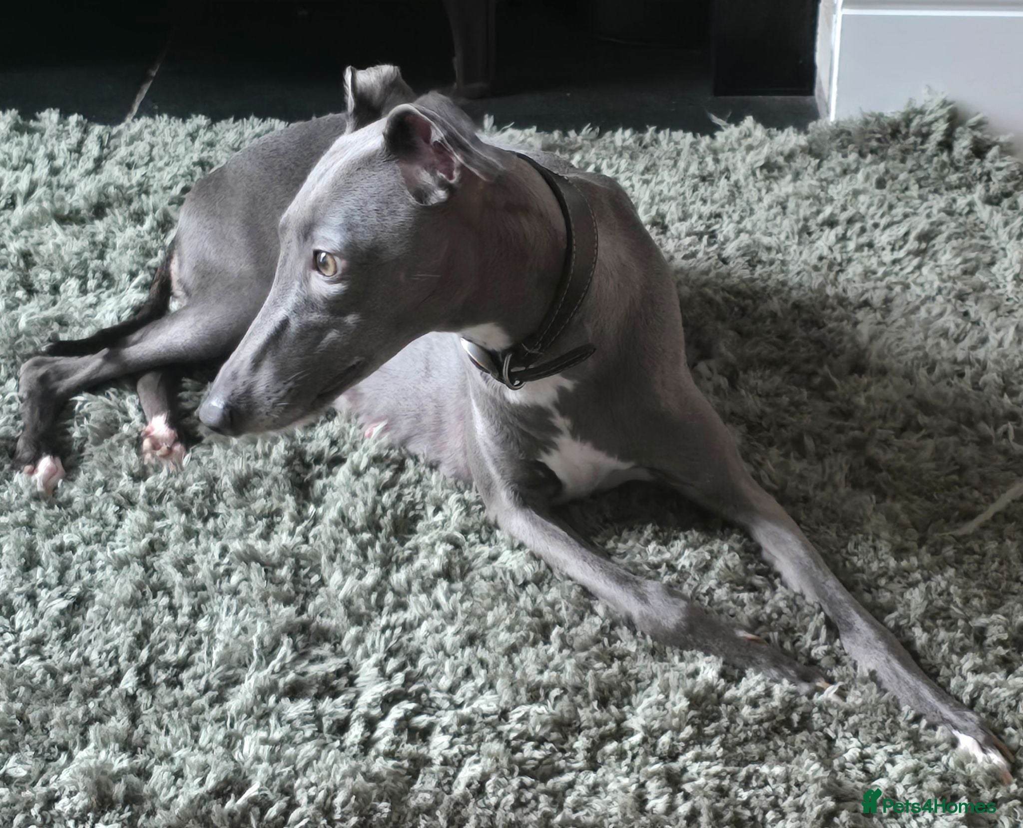 Whippet dogs Beautiful kc puppies not ready for 8 weeks  - Advert 2