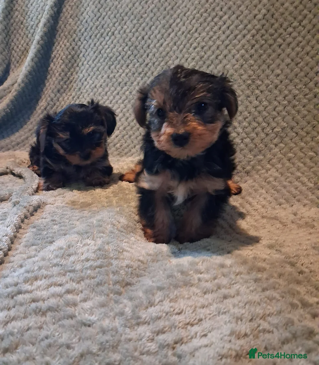 Yorkshire Terrier dogs for sale: Yorkshire terrier puppies  in Coventry - Advert 2