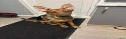 German Shepherd dogs for sale: 1 year old GermanShepherd - Advert 5