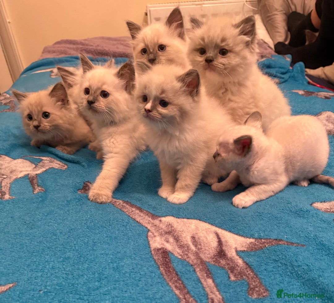 Ragdoll cats for sale: GCCF Champion Mink & blue point Ragdolls - Image 10