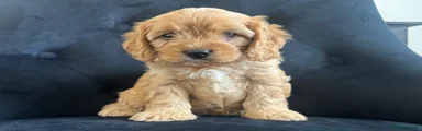 Orange collar Girl 