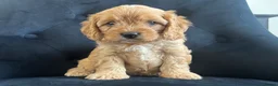 Cavapoo dogs for sale: Stunning F1 Cavapoo health tested parents  - Advert 30
