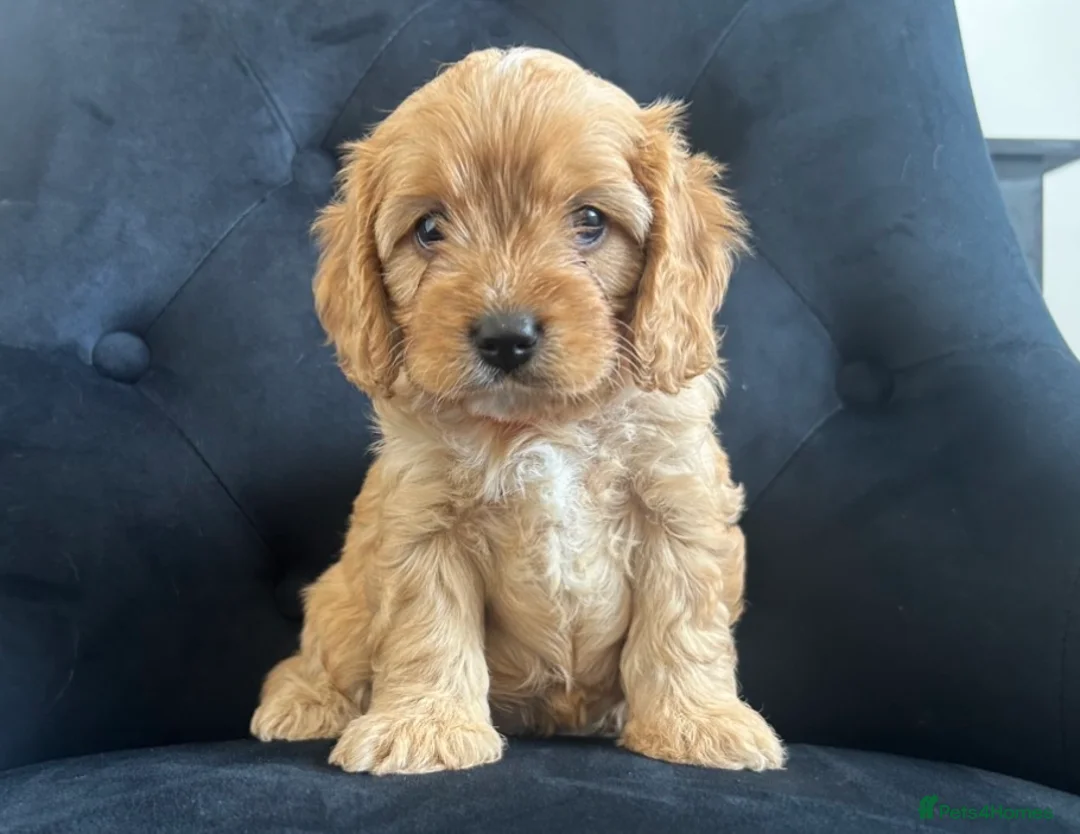 Cavapoo dogs for sale: Stunning F1 Cavapoo health tested parents  - Advert 30