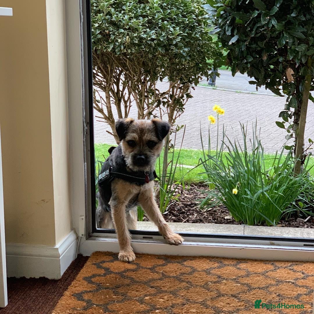 Border Terrier dogs Adorable Border Terrier boy - Advert 1