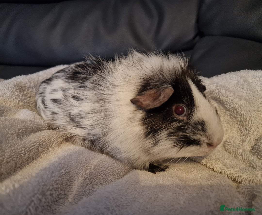 Guinea Pig rodents for sale: Male Guinea pig, special home needed - Advert 6
