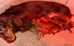 Miniature Dachshund dogs for sale: 💚🧡Stunning KC Longhaired Mini Dachshunds💚🧡 - Image 12