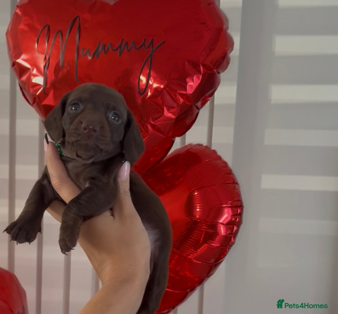 Dachshund dogs Choc/Tan/Dapple Sausage Babies  - Advert 18