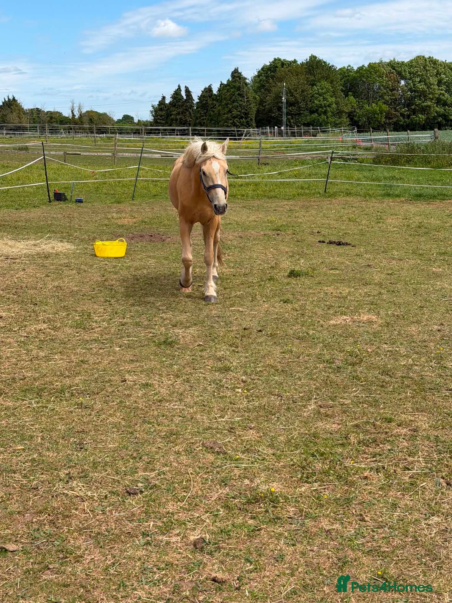 Palomino horses Gorgeous Gucci  - Advert 7