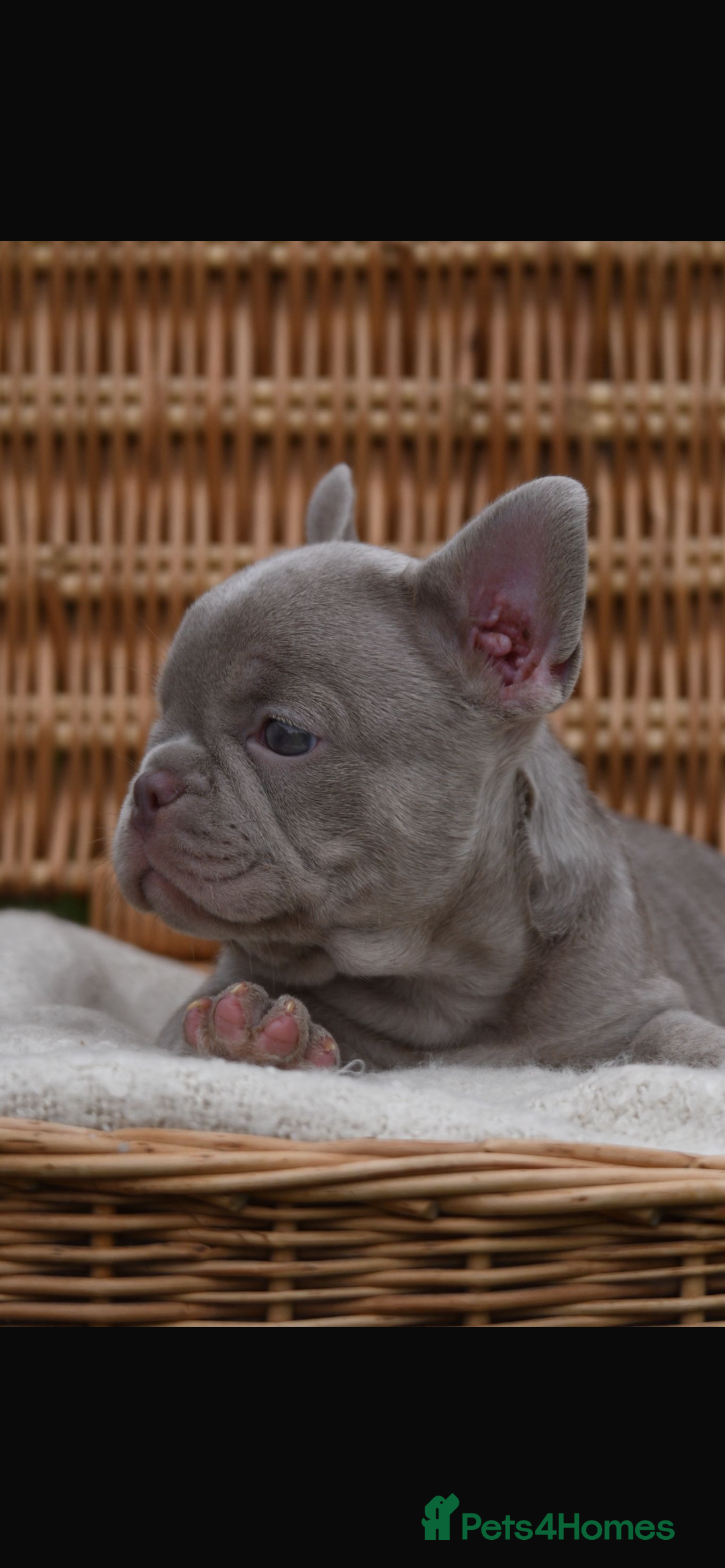 French Bulldog dogs for sale: Beautiful litter of 8 French bulldog puppies - Image 21