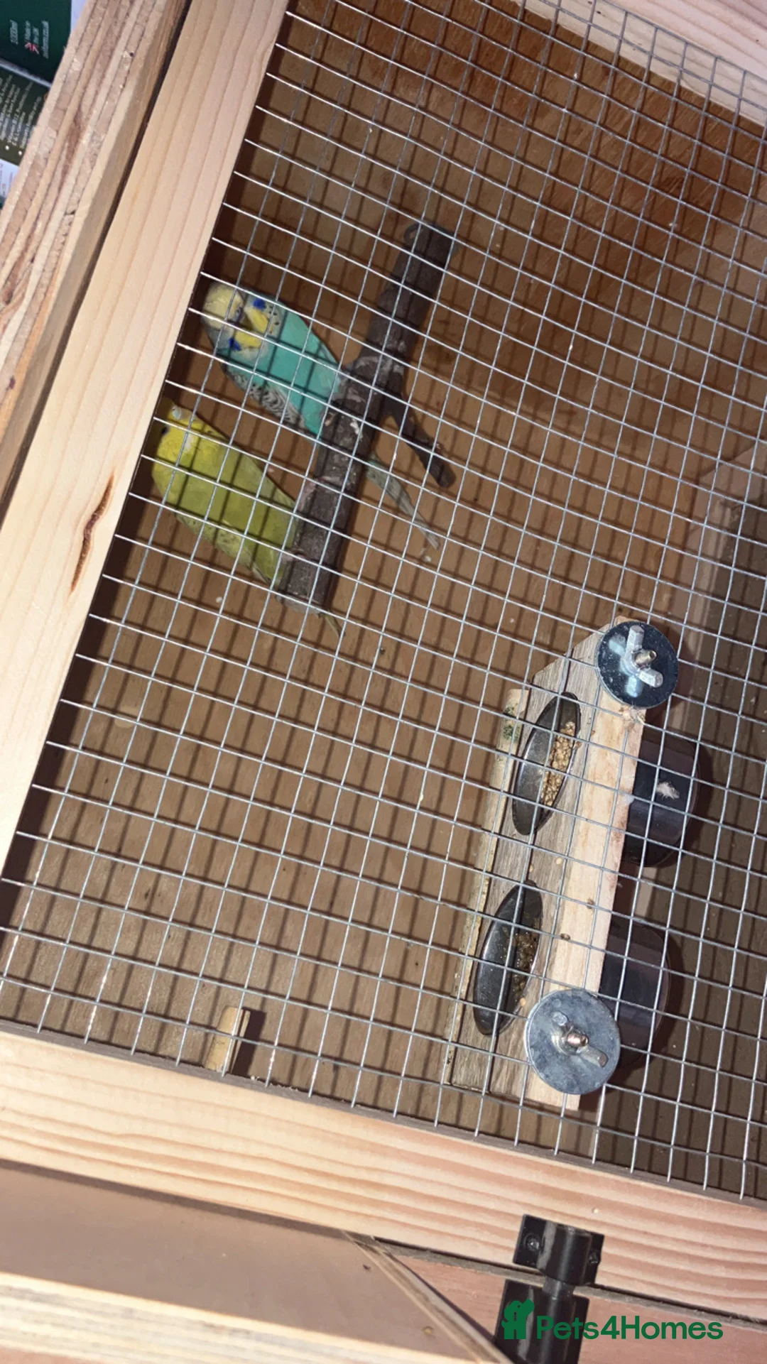 Budgerigars birds for sale: Budgies  - Advert 2