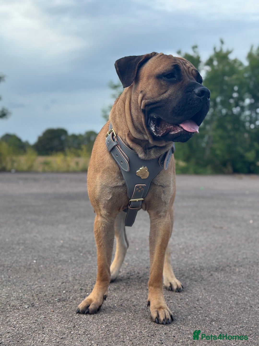 Cane Corso dogs for stud: STUD AVAILABLE  - Advert 4
