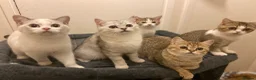 Munchkin cats for sale: Full Pedigree Munchkin Kittens - Advert 33