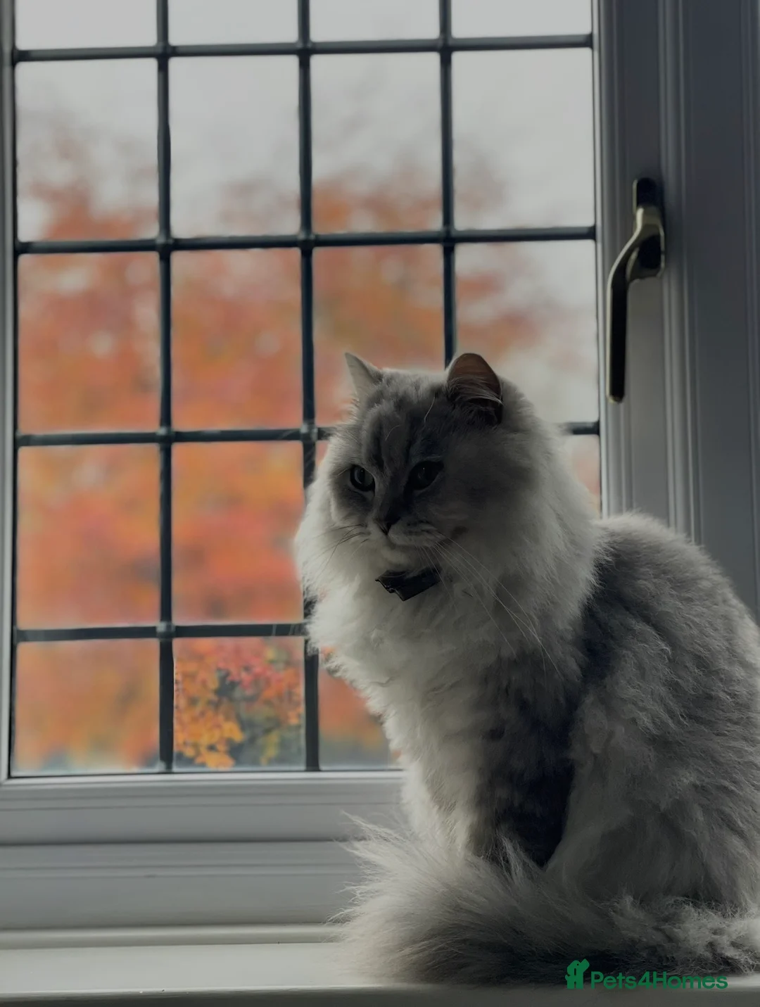 Persian cats for sale: Persian Cat for sale  in Birmingham - Advert 3