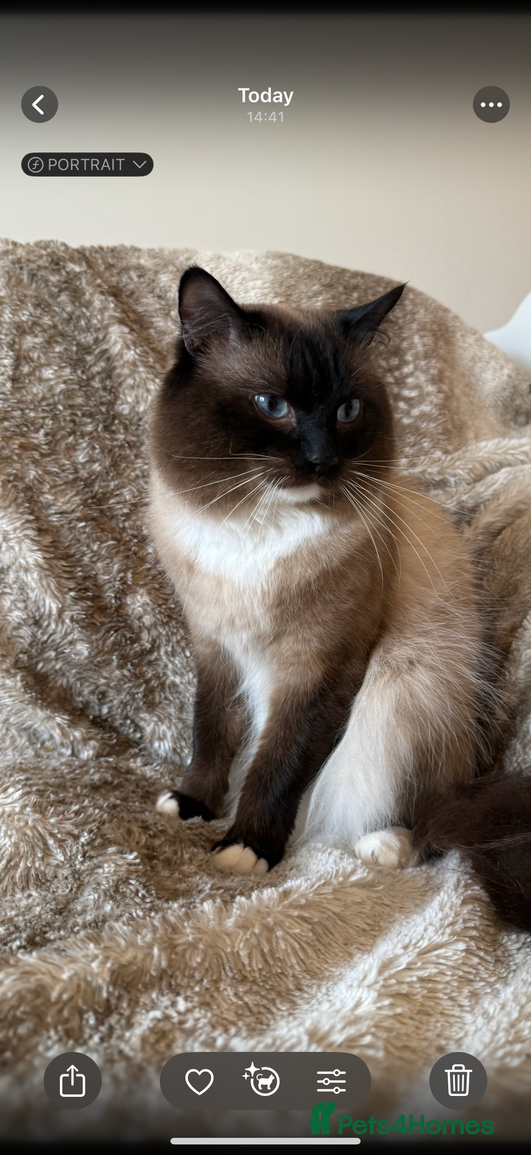 Ragdoll cats for sale: 🥰 blue Ragdolls 🥰 - Advert 7
