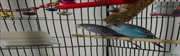 Budgerigars birds for sale: 5 budgies and cage  in Saltburn-by-the-Sea - Advert 6