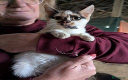 Mixed Breed cats for adoption: Melon for adoption - Advert 4