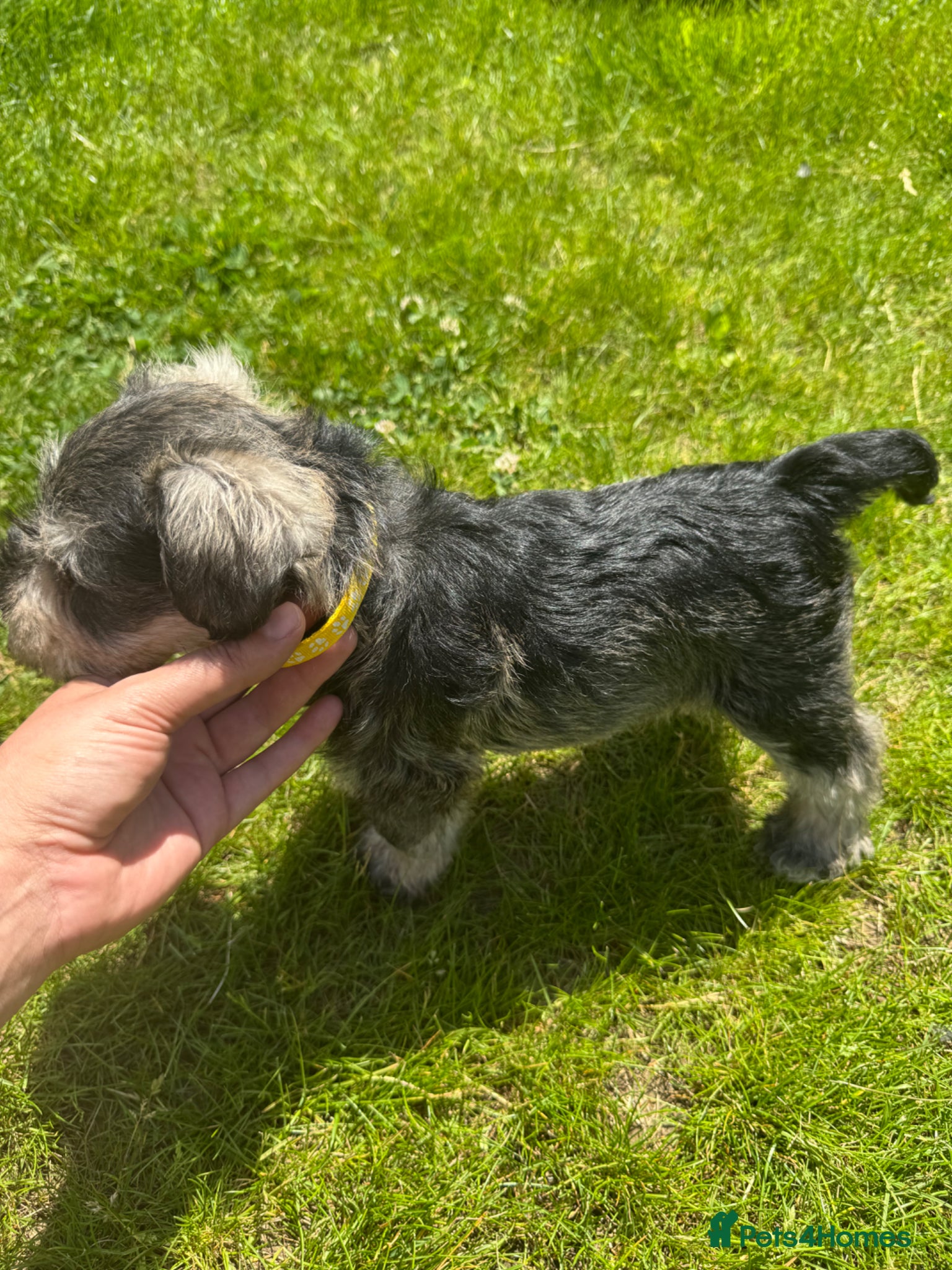 Miniature Schnauzer dogs 💚💛2 Beautiful KC Boys 💛💚🐾🐶 - Advert 2