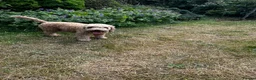 Cockapoo dogs for adoption: Cockapoo girl sadly haven’t to be rehomed - Advert 6