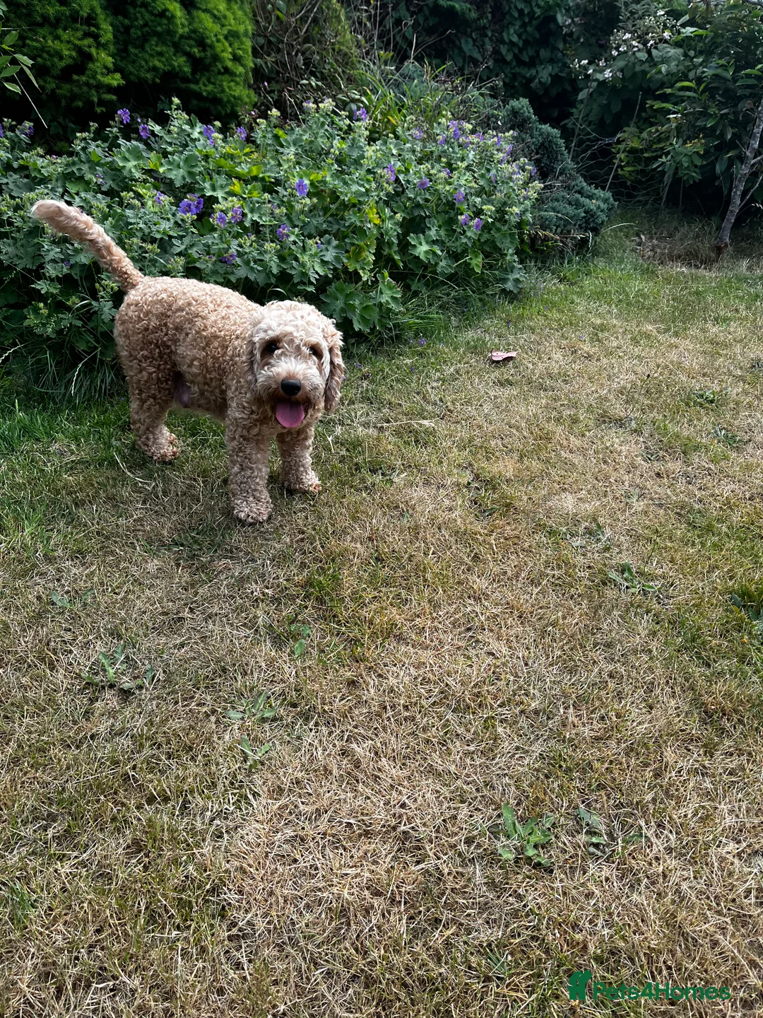 Cockapoo dogs for adoption: Cockapoo girl sadly haven’t to be rehomed - Advert 6