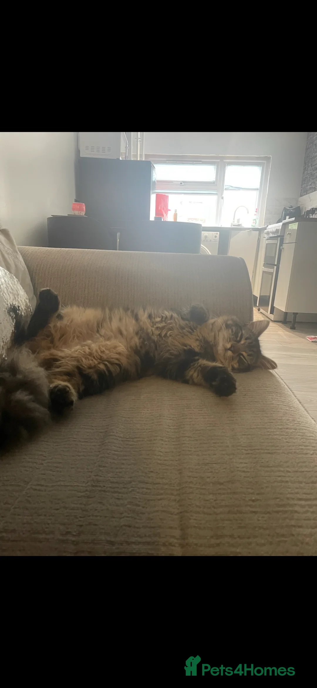 British Longhair cats for sale: Cat named rockstar  - Advert 3