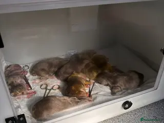 English Bulldog dogs Handsome, and now proven English Bulldog at stud - Advert 1