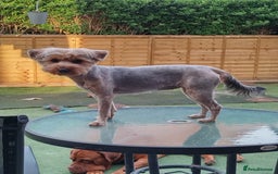 Yorkshire Terrier dogs for sale: Silver Yorkie Girl - Advert 2