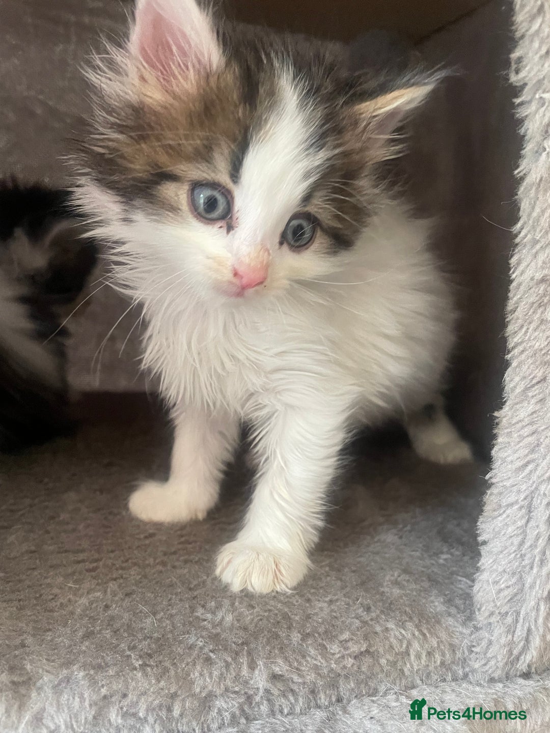 Mixed Breed cats for sale: Domestic mixed breed lil divas  - Image 1