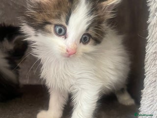 Mixed Breed cats - Advert 2